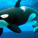 Illustration for article titled Killer Whales Go Through Menopause, But Do They Get Hot Flashes?